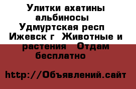 Улитки ахатины альбиносы - Удмуртская респ., Ижевск г. Животные и растения » Отдам бесплатно   